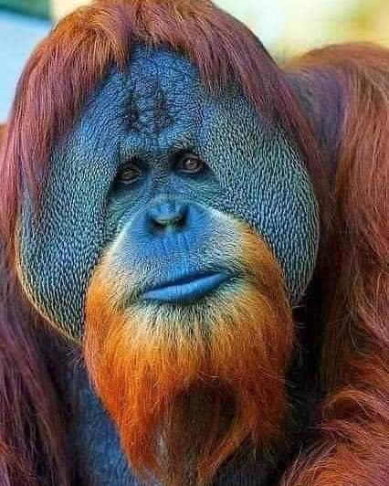 AdeaClaude's tweet photo. Magnifique orang-outan en très grand danger d'extinction à cause de l'huile de palme !!
Arrêtez le Nutella et toute ces merdes https://t.co/F3HcDnUSW7