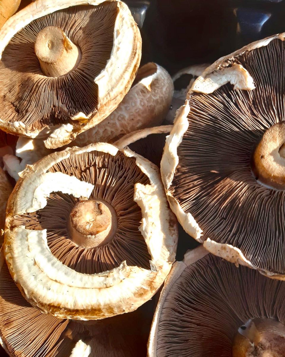 We’re set up and ready to go! Come down to #HorshamMarket today and say hello 👋🏼. Check out the beautiful produce we have on our stall today… 🥦🥕

#organic #healthyfood #fitness #localgrowers #market #saturday