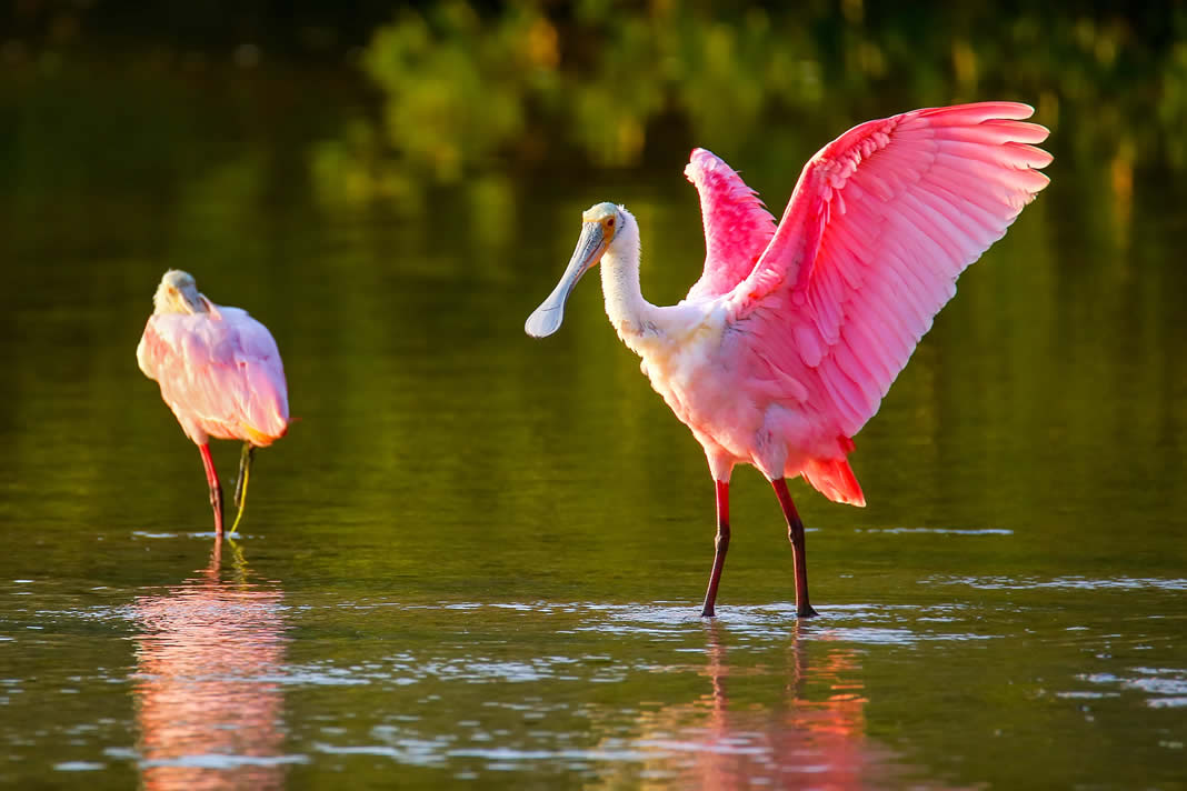 Sanibel and #Captiva Eco Tours Ecotourism on #Sanibel and Captiva Islands
When Florida eco tours are mentioned, quite understandably, the first thing that comes to most is.gd/4t3xvs