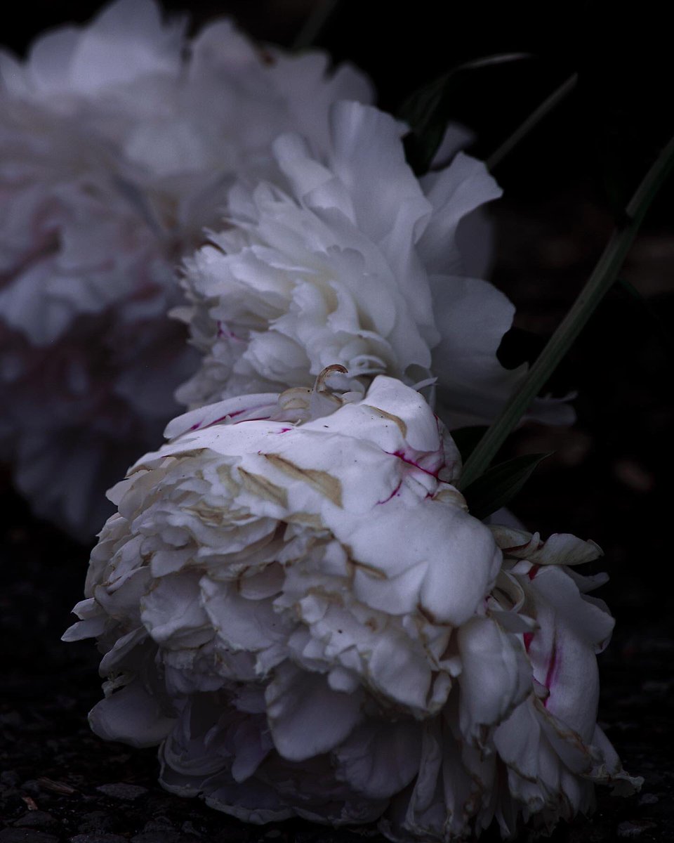 WellmanStudio's tweet image. Flower photography