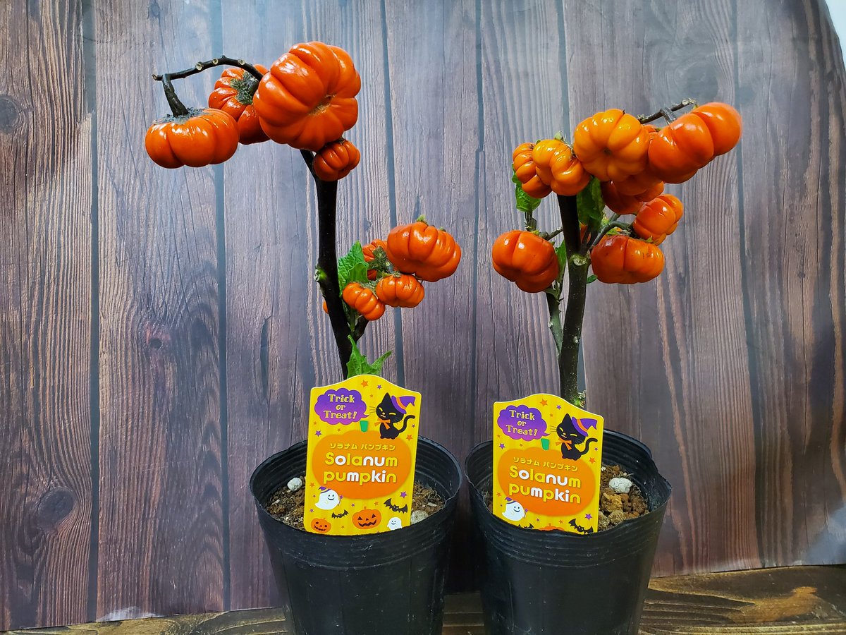 最新な ソラナムパンプキンの実 Mim Or Id