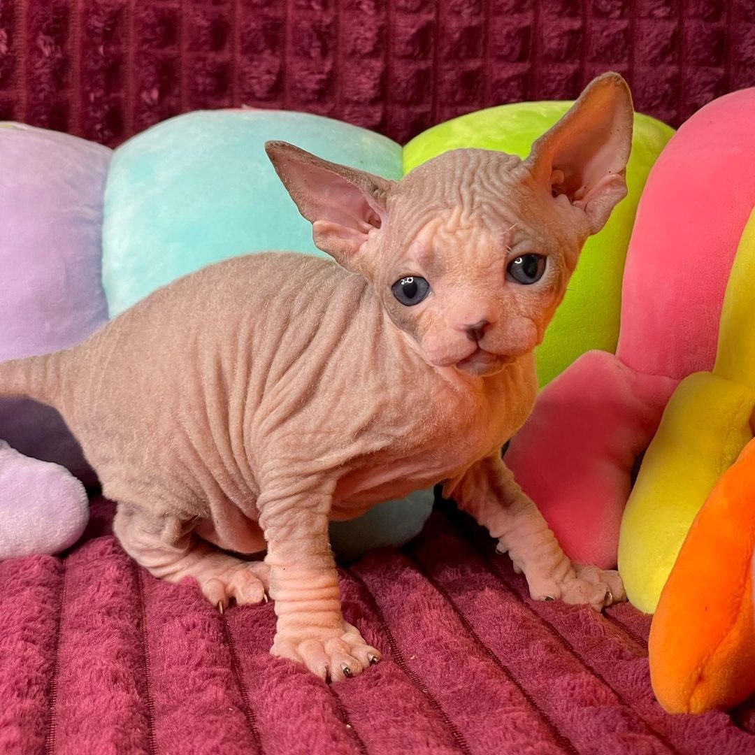 MinkSphynx's tweet photo. The strongest male sphynx 🥰
#malesphynx #babysphynx #sphynxbreed #uniquecats #homesphynx https://t.co/5ifcLeXooD