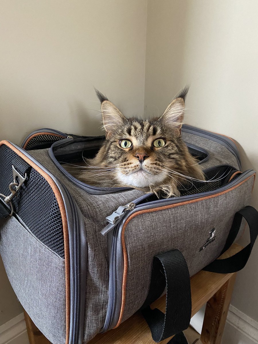 Jaspur1's tweet photo. I still have room for a wafer-thin treato in here😹🐾
#OnlyJust #cats #CatsOfTwitter #Caturday https://t.co/beZsobKcel