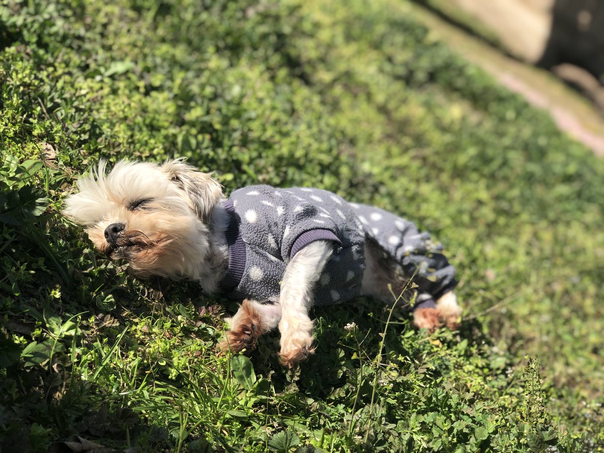 handmadejoyUS's tweet photo. Sandy wanted to tell you sweet dreams 💕🥺 https://t.co/cxLbtVSuuF