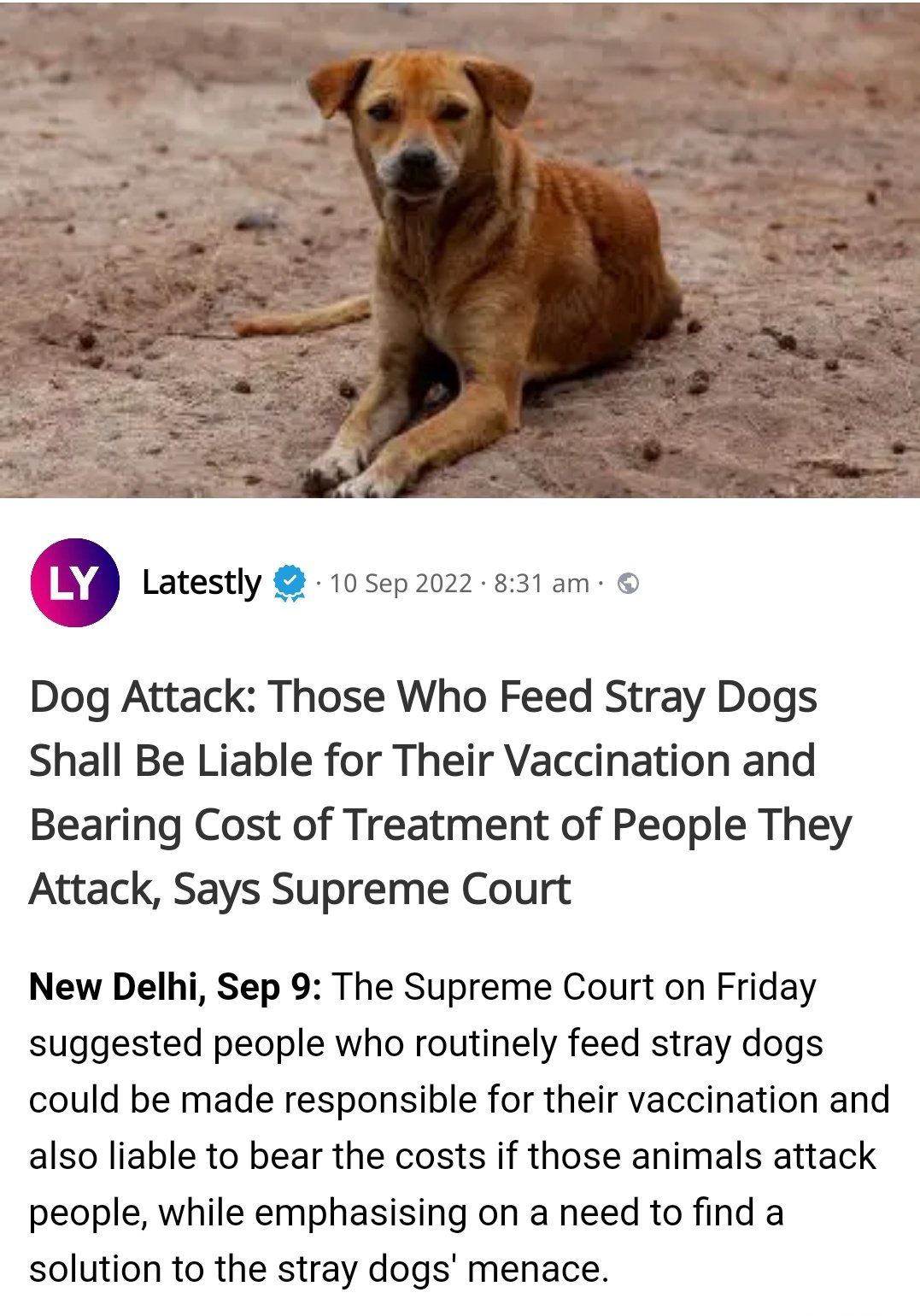 What Should I Feed Street Dogs