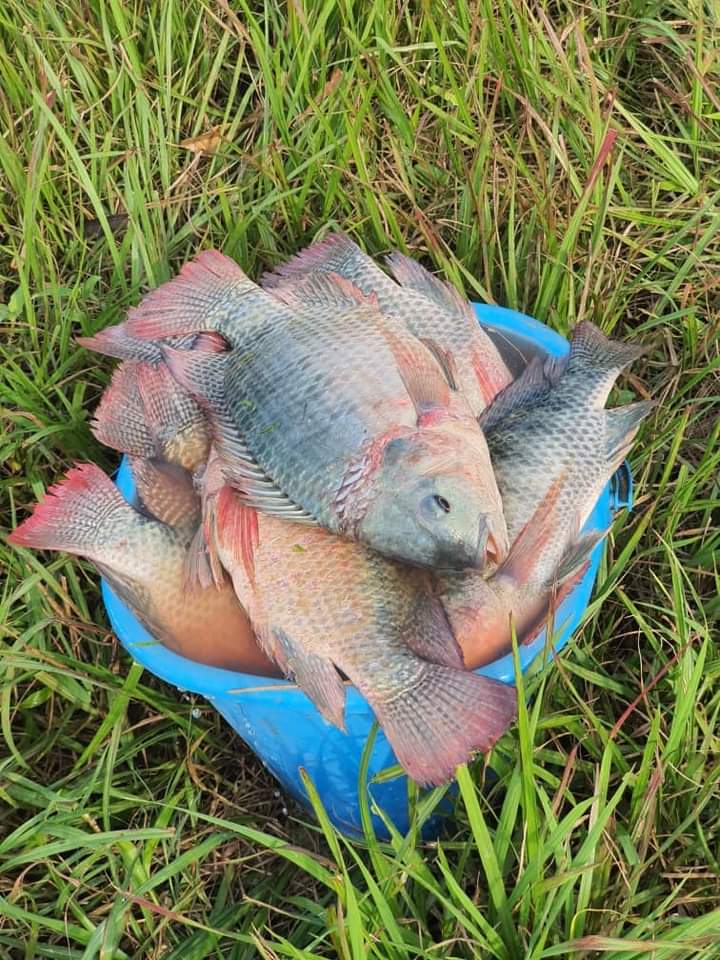 PRACAquatics's tweet photo. In Prac Aquatics limited we say growing fish is liking printing your own money.
For consultancy and rearing system constructionAndroid (Pond or cage,etc) services and all Aquaculture inputs
Call +256700339000 or
WhatsApp +256701972215
 @FishfarmingUg @CrispusB https://t.co/eOA3YVJLgK