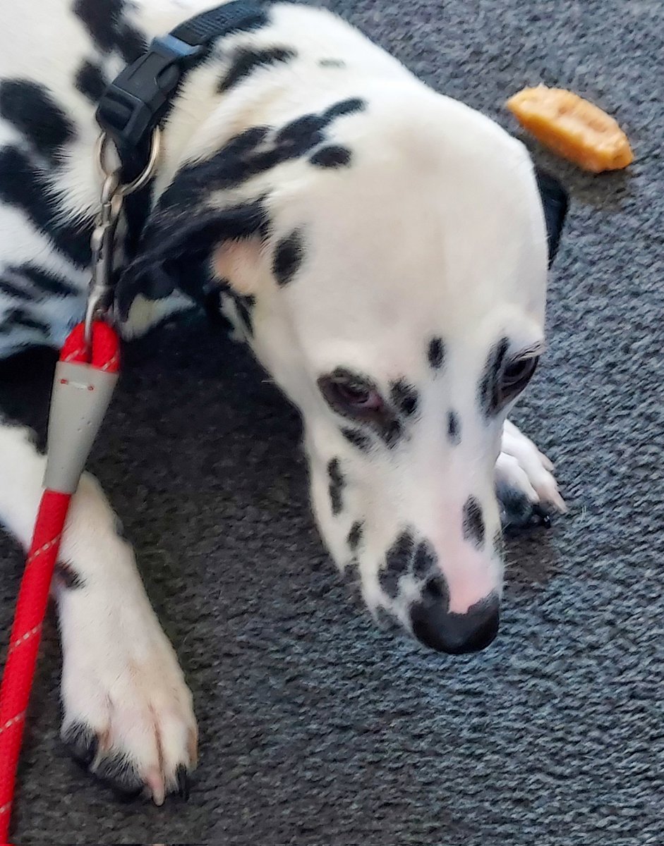They caught me for a bath this morning chums..😪..Squeaky clean now..😁..
#DogsofTwittter #DogsOnTwitter 
#Dogsarefamily #dalmatian ❤️