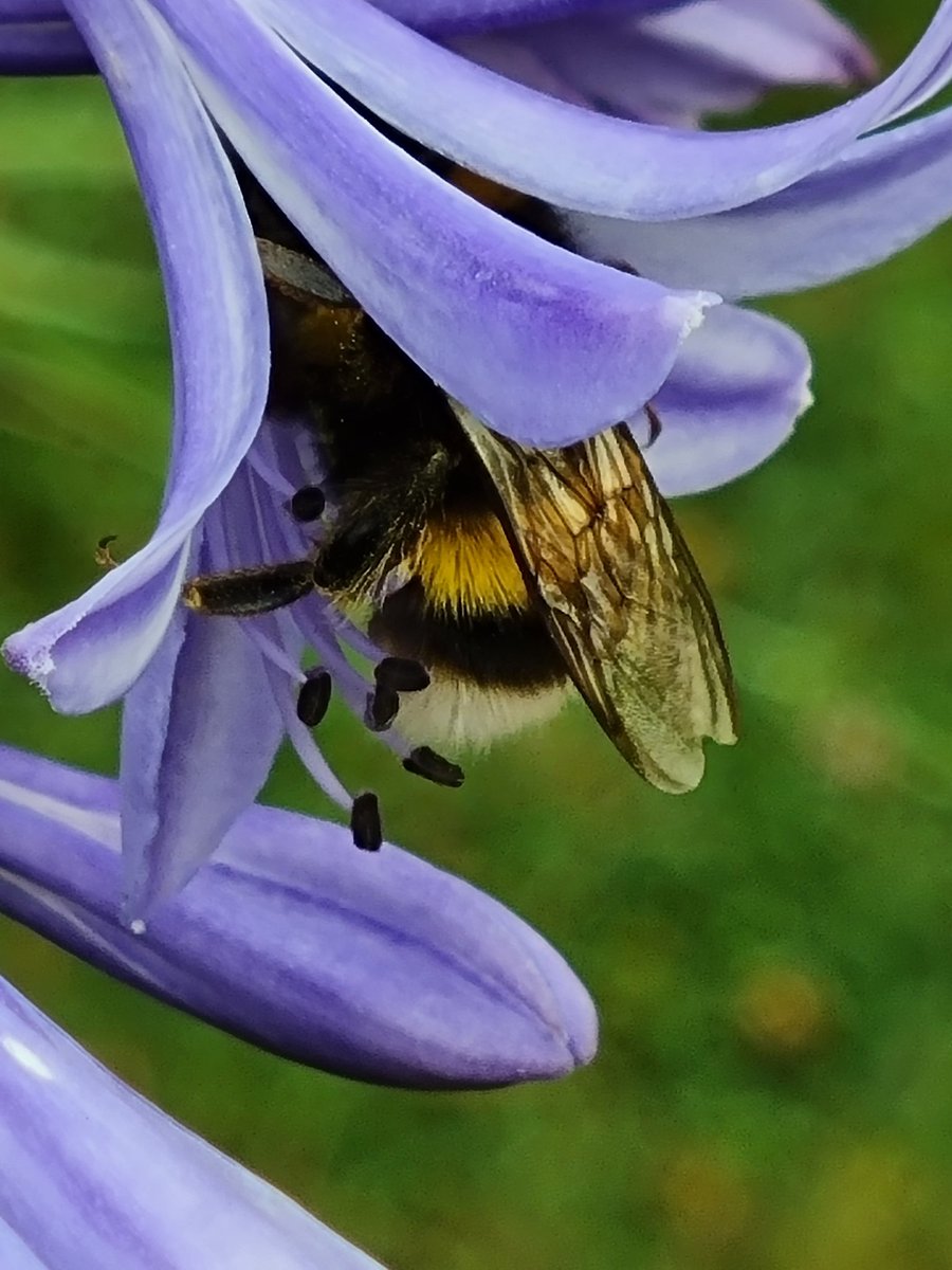 auntierarah's tweet photo. @DrAmirKhanGP Here's mine 😍🐝@DrAmirKhanGP https://t.co/SCmnrj0Z7p