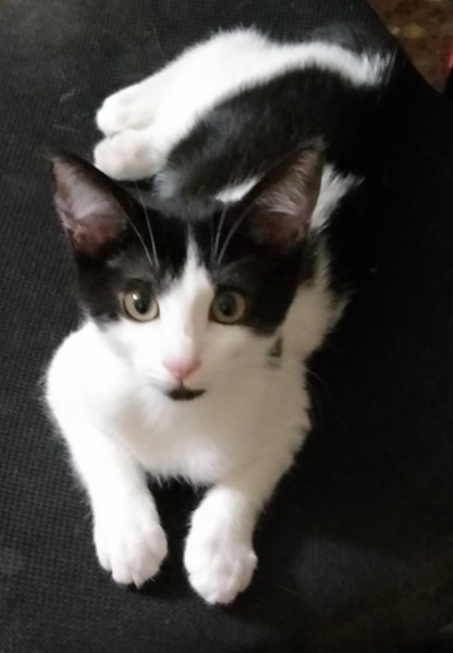 Inde's tweet photo. AYUDA, TWITTER. Tengo que localizar a mi gata!
Esto es una historia como de detectives. Pero de detectives torpes, porque nos hemos hecho un lío, yo creo que por no saber utilizar bien las redes. Os cuento, y a ver si alguien me ayuda. Esta es mi gata: https://t.co/99LPChamOf