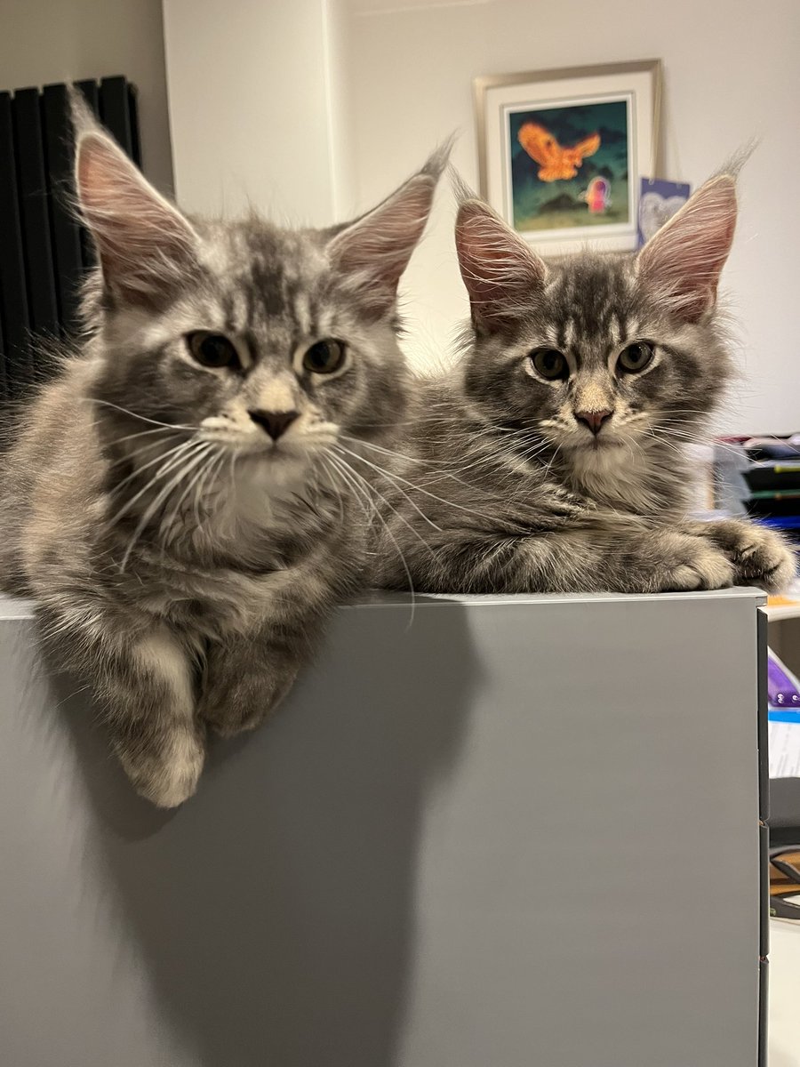 SamBourlet's tweet photo. @Baddiel Our two new additions https://t.co/7kuh7xbA5A