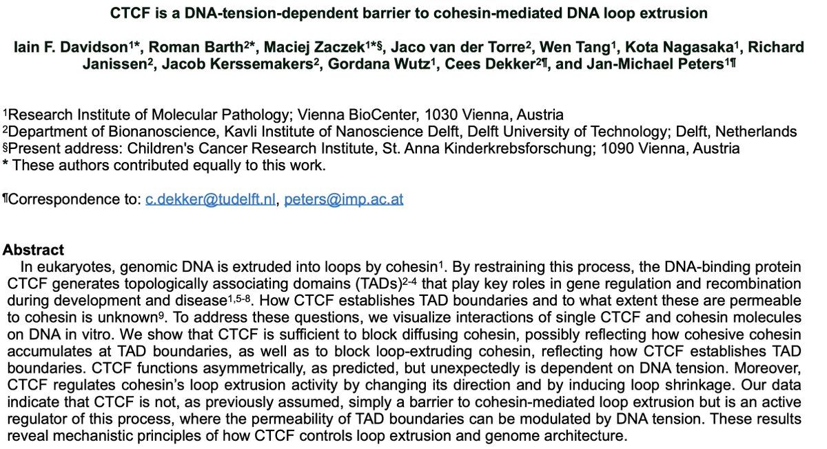 Latest #CDlab preprint on <a href="/biorxiv/">biorxiv</a> biorxiv.org/content/10.110…

Collaborating with Jan-Michael Peters’ lab, we show that CTCF is a _DNA-tension-dependent_ barrier to cohesin-driven loop extrusion.

Lots of new data! Congrats to 1st authors Iain Davidson <a href="/RomanBarth2/">Roman Barth</a> Maciej Zaczek

1/