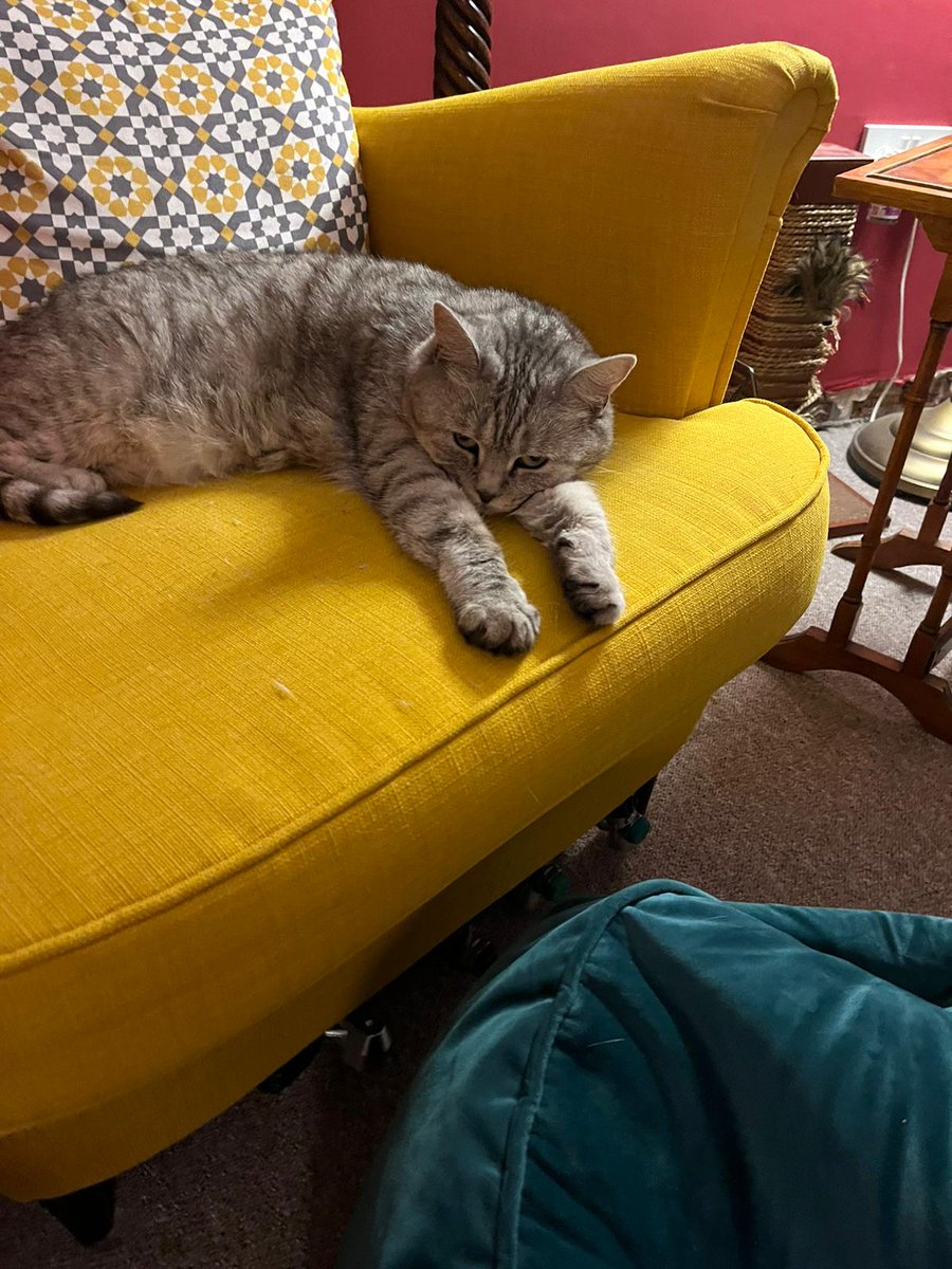 Not really feeling Proclamation trumpets at this time of the morning… #caturday