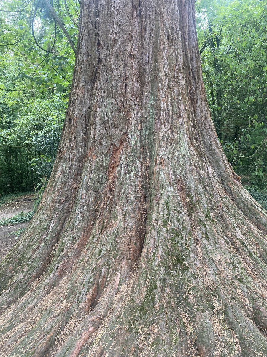 H_Maghur74's tweet photo. There is a lovely tree in #heathpark in #cardiff can anyone tell me what kind of tree it is?! @Natures_Voice @Nature 

It’s magnificent 🌲 🌳 https://t.co/GQxyxrF3v9