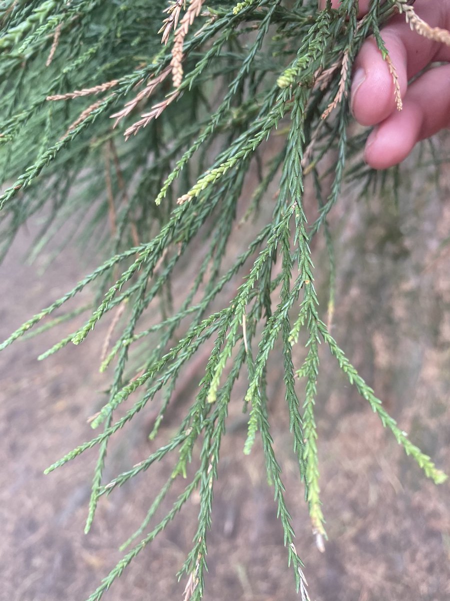 H_Maghur74's tweet photo. There is a lovely tree in #heathpark in #cardiff can anyone tell me what kind of tree it is?! @Natures_Voice @Nature 

It’s magnificent 🌲 🌳 https://t.co/GQxyxrF3v9