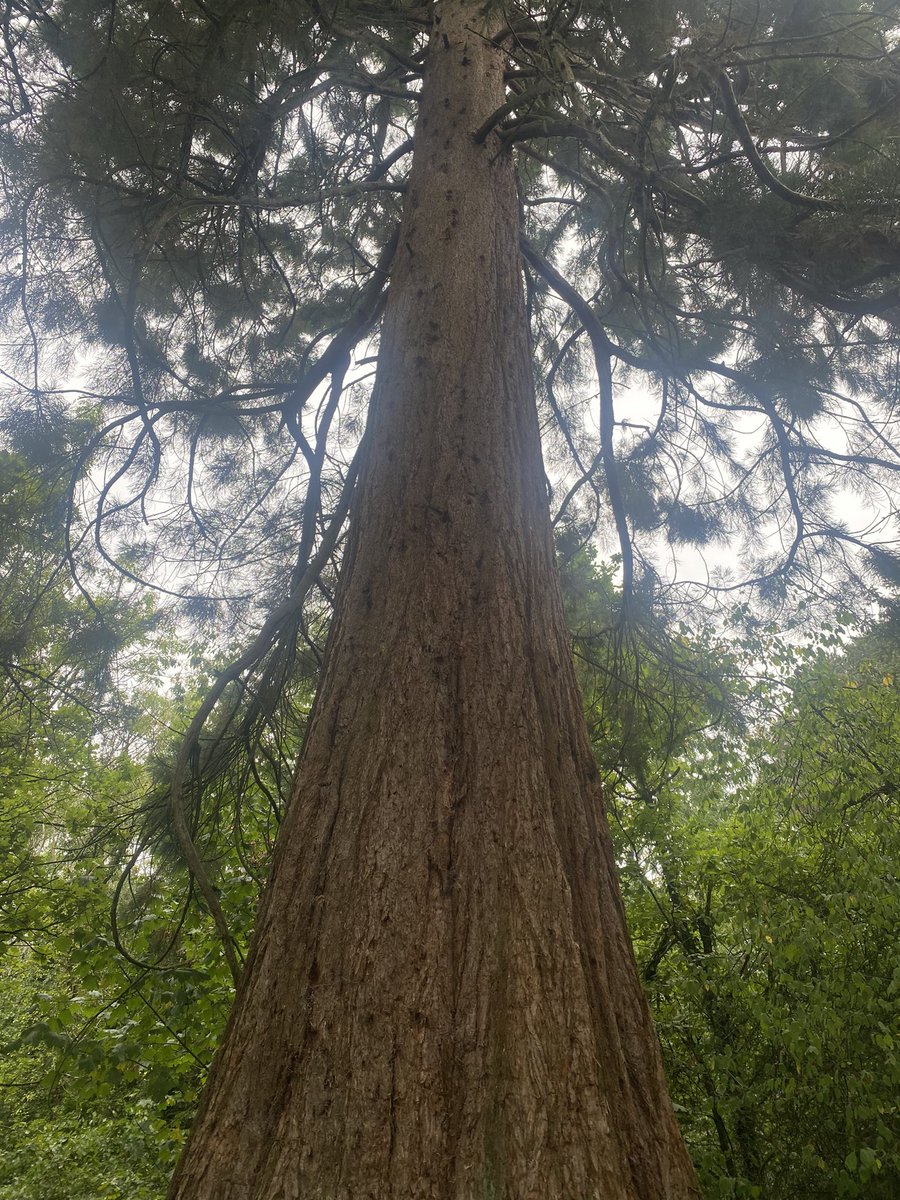 H_Maghur74's tweet photo. There is a lovely tree in #heathpark in #cardiff can anyone tell me what kind of tree it is?! @Natures_Voice @Nature 

It’s magnificent 🌲 🌳 https://t.co/GQxyxrF3v9