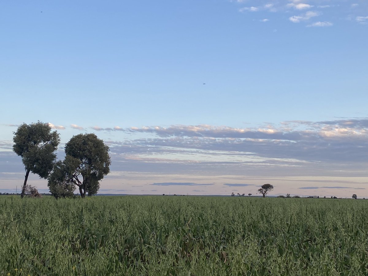 bellevueluck's tweet photo. #thingsiwillmiss #awesomeoats #swqldskies #soldout #movingon https://t.co/Z7dEH1e2R6