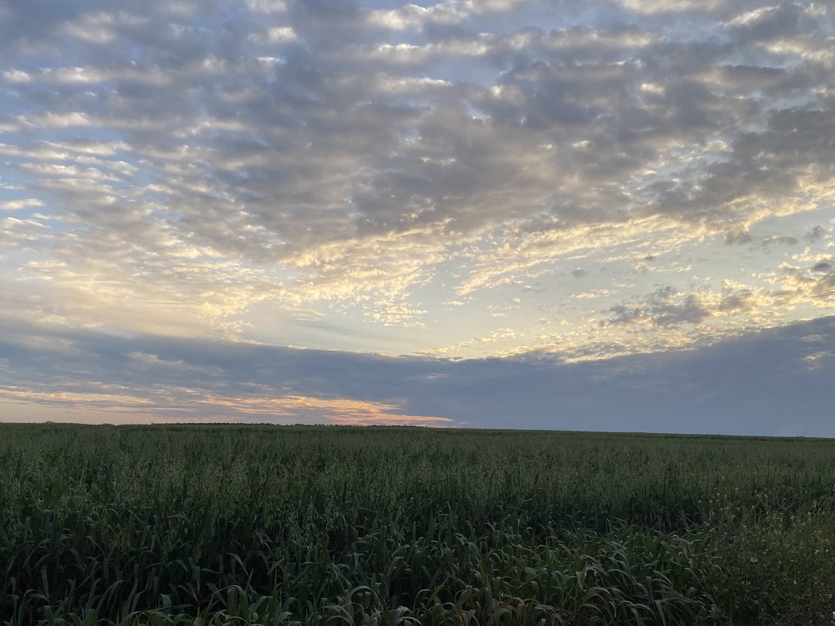 bellevueluck's tweet photo. #thingsiwillmiss #awesomeoats #swqldskies #soldout #movingon https://t.co/Z7dEH1e2R6