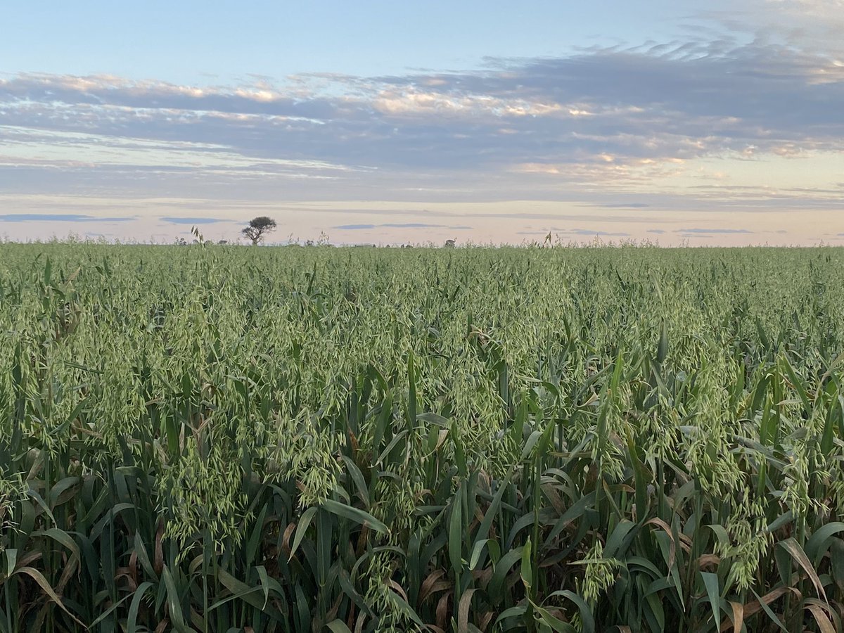 bellevueluck's tweet photo. #thingsiwillmiss #awesomeoats #swqldskies #soldout #movingon https://t.co/Z7dEH1e2R6