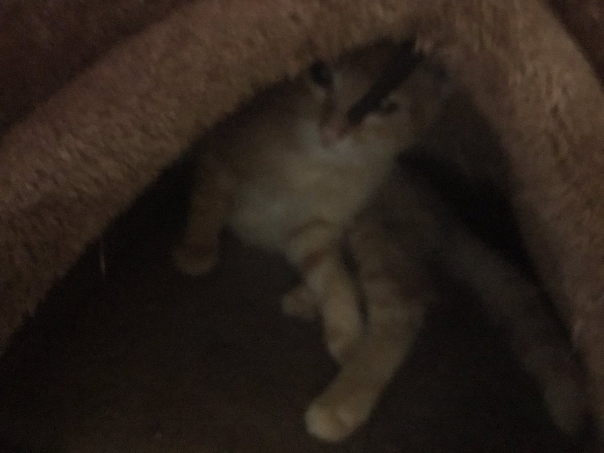 realityglimpses's tweet photo. #Simba #CatsOfTwitter #catsofBelgium troszku zestresowany https://t.co/YgLoH0htQC