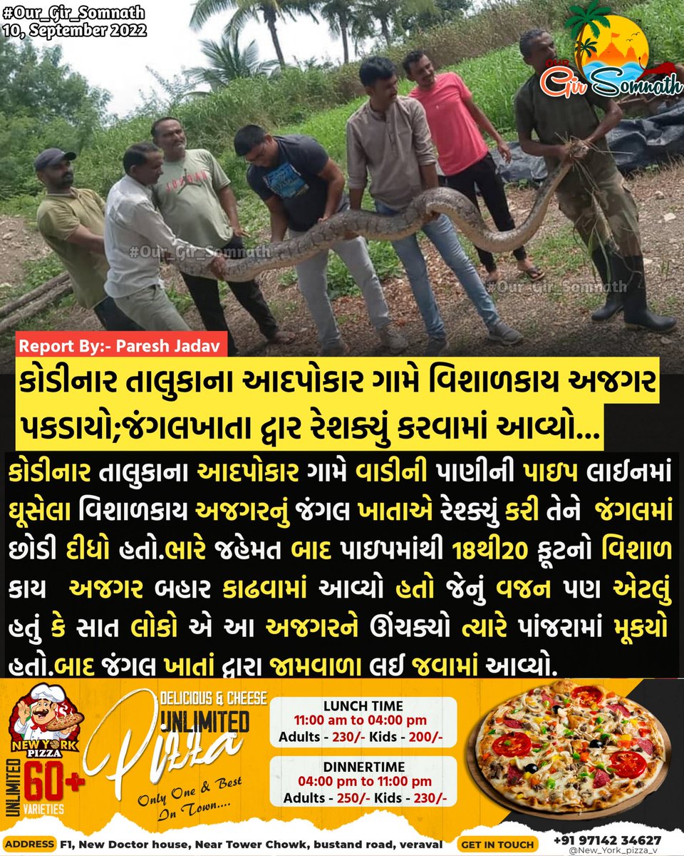 our_gir_somnath's tweet photo. કોડીનાર તાલુકાના આદપોકાર ગામે વિશાળકાય અજગર પકડાયો;જંગલખાતા દ્વાર રેશક્યું કરવામાં આવ્યો...
#rescue #our_gir_somnath #ajgar #jamvada #kodinar #somnath #girsomnath #forest https://t.co/cDjetlx7dv