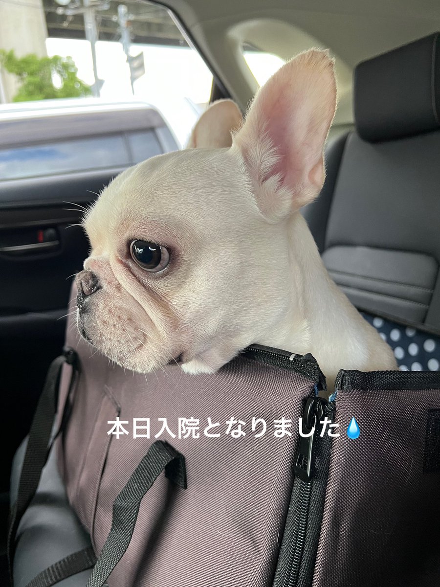 kuuganbare's tweet photo. 1ヶ月検診に行きました🏥
心臓が大きく気管圧迫をおこしており本日より入院となりました。
成長と共に術後に比べ心臓弁が少しづつ開いてきています。
このままですと再手術も…
無事退院できますように🙏 https://t.co/ikC8OT3gkF