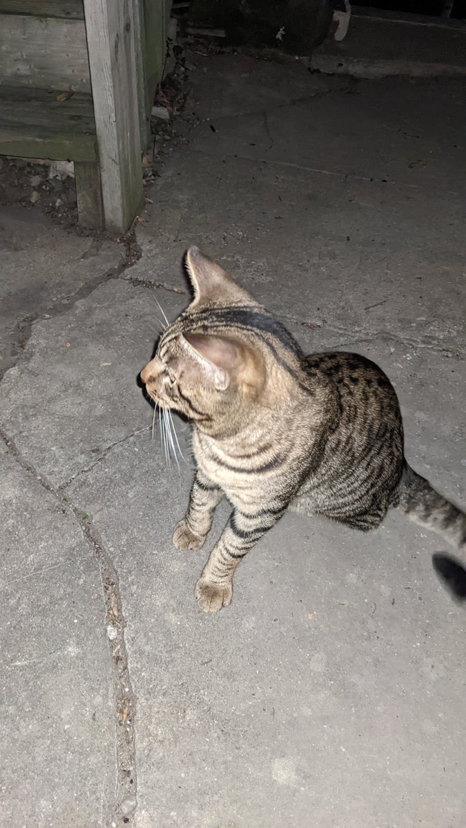 DMinus313's tweet photo. Is anyone in midtown missing their cat? This poor baby has been crying in the alley behind our building for a couple of days now. It's very healthy and friendly, so there's no way it lives on the street. https://t.co/owFiFfYzvb