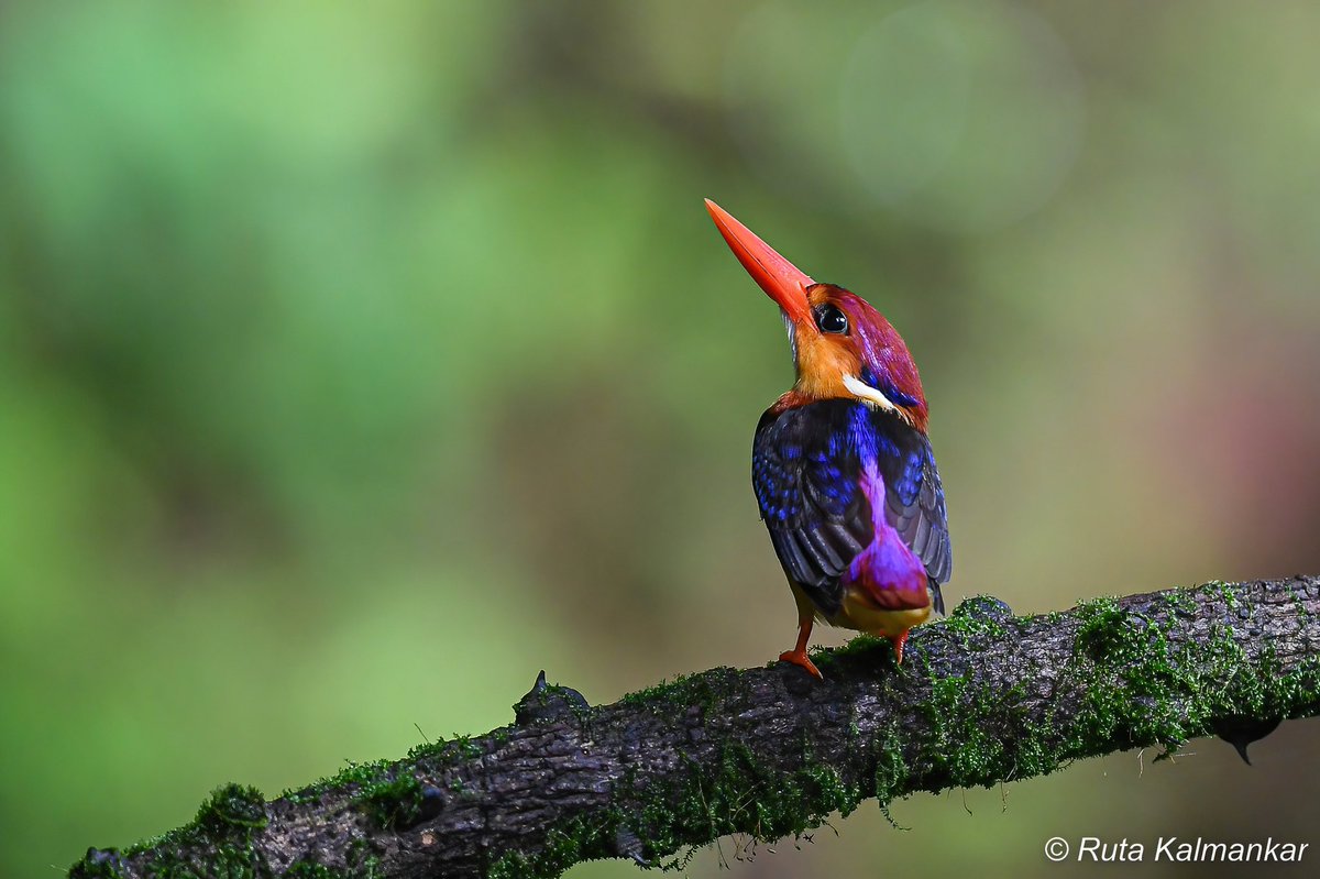 Ruta Kalmankar tweet media