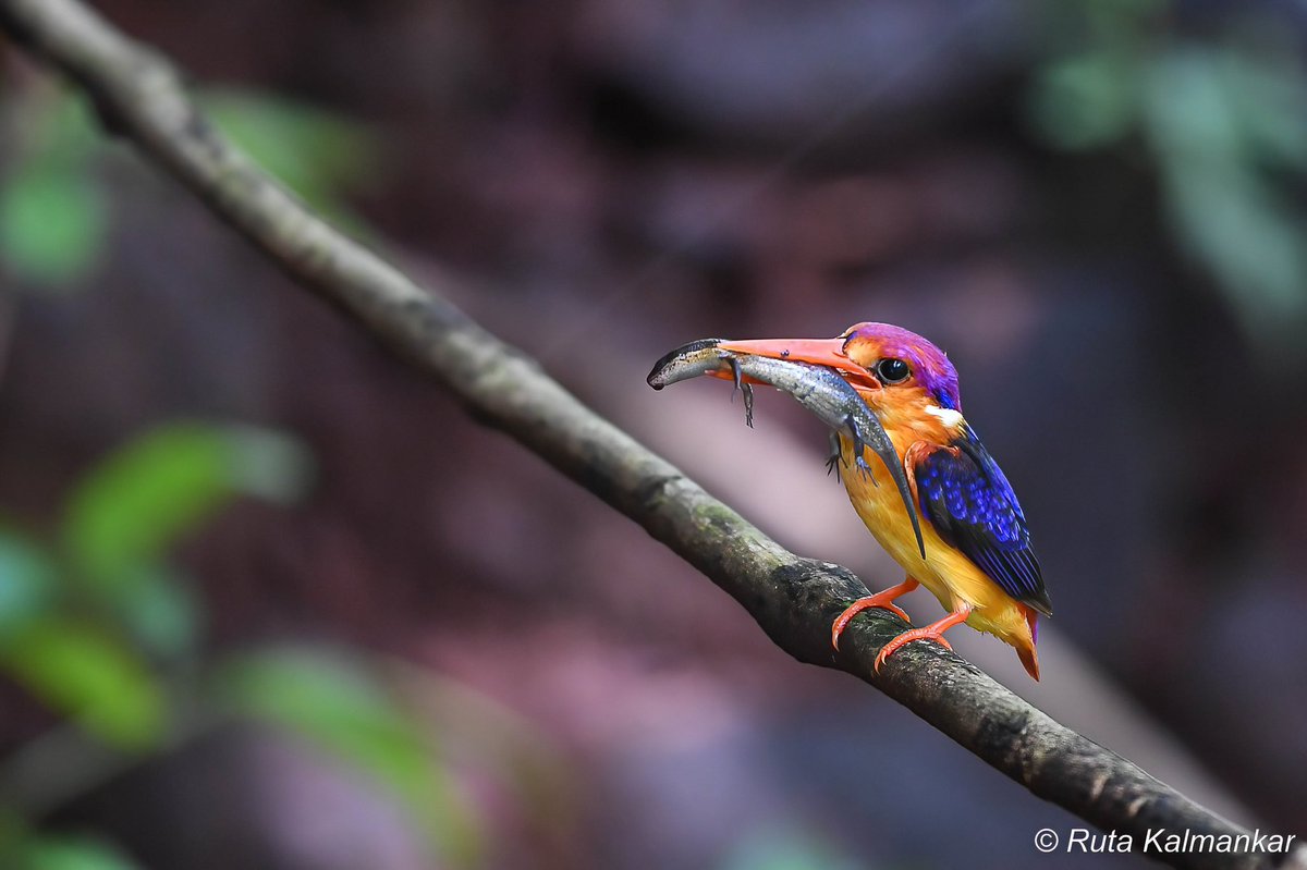 Ruta Kalmankar tweet media