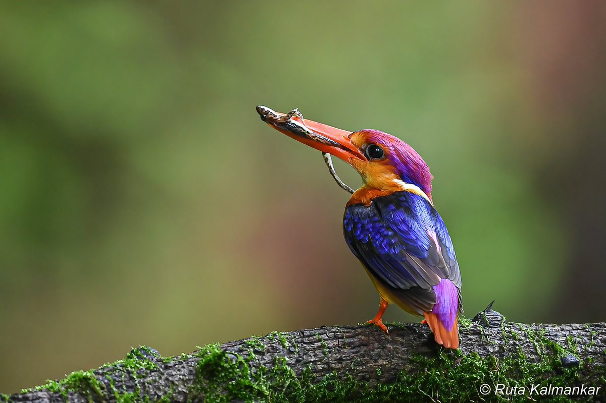 Ruta Kalmankar tweet media