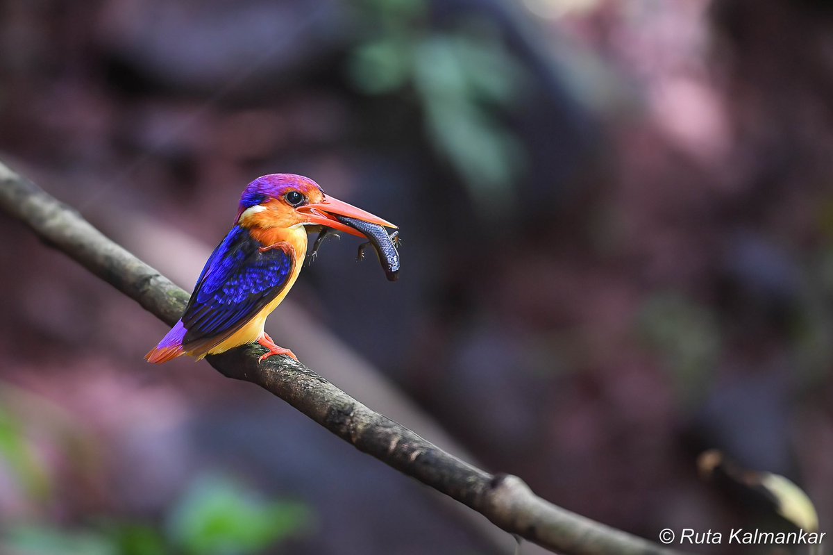 Ruta Kalmankar tweet media