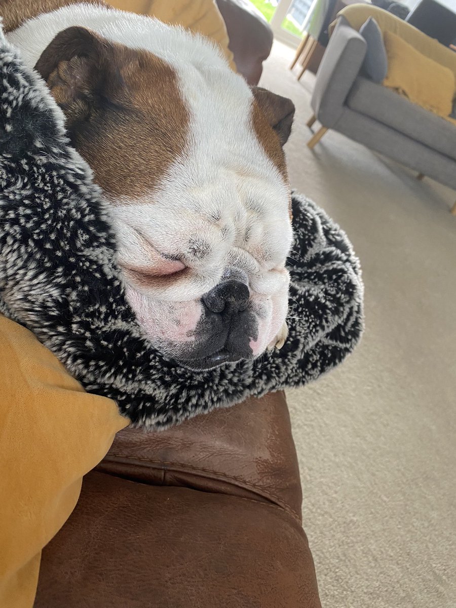 bulldog_harry's tweet photo. You’ve said #No 3 times already this morning when I’ve tried to get on the #ForbiddenSofa whilst you’re watching #NRL #UpUp #NRLSharksCowboys but when you nipped for a ☕️ I took my opportunity! Now I’m pretending to 💤 you can’t move me #HarryTheBulldog 🐶 #DogsOfTwitter #Bulldog https://t.co/69FG8sXogx