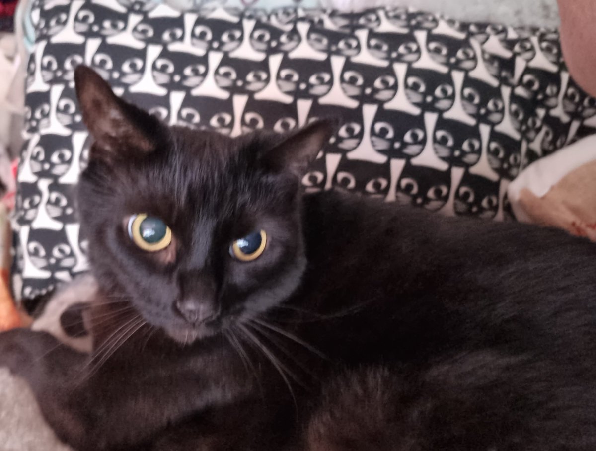 Shadowthecat22's tweet photo. Happy Caturday.   Just posing in front of my black cat cushion.  Please say hi or meow and follow me.  Thanks. #Caturday #Blackcatsoftwitter #CatsOfTwitter https://t.co/Ls182tXGn0