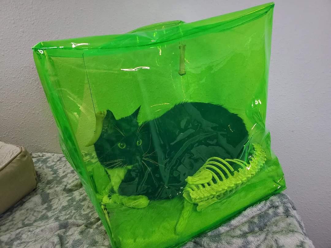 Cat_Cosplay's tweet photo. Gelatinous Cube Cat Bed

#Caturday #DungeonsandDragons https://t.co/fTZMA9U6ro