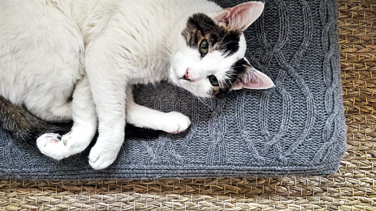 OliverSoho's tweet photo. We miss you, little boy. #Caturday https://t.co/LVGzpUx11m