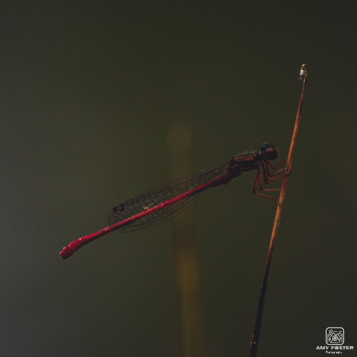amyfoster_photo's tweet photo. Red dragonfly ❤️

📸 Nikon D5600
✍️ Adobe Lightroom

#photography #photographer #Nikon #nikonphotography #nikoneurope #nikonownermagazine #nikond5600 #adobe #adobelightroom #photooftheday #photographersoftwitter #nature #wildlifephotography #dragonfly #macrophotography #wildlife https://t.co/6WRKyPxNSE