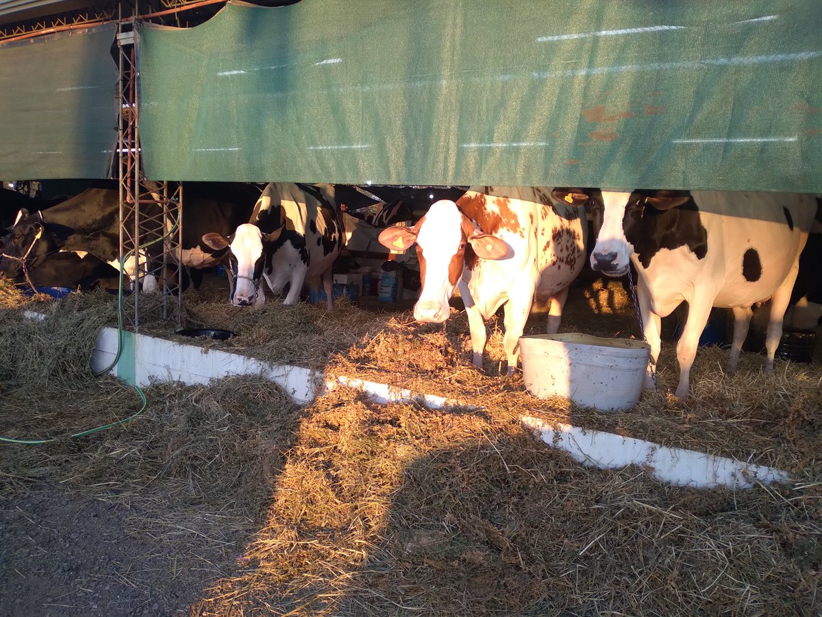 ADN_Rural's tweet photo. Asoma el sol en San Vicente y arranca la cuentra regresiva para la #jura #Holando en #FINACO
Las #vacas se preparan con todo https://t.co/ZlbR8TMOn0