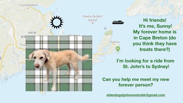 Sunny found a potential forever home! Now, we just need to get him there ❤️
St. John’s to Cape Breton 🚙🚛⛴
RT
#elderdog #AdoptDontShop #sweethitchhiker #nl #yyt #elderdogcanada #dogtransport #gotchaday #foreverhome