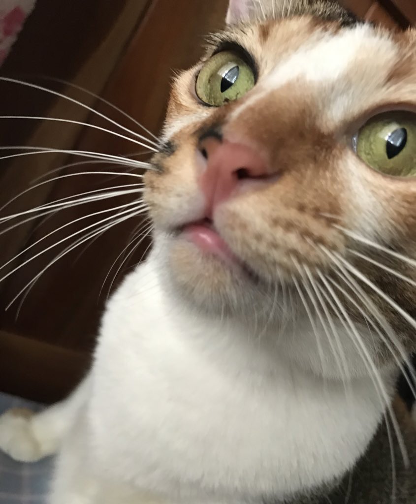 cheki oyip cayo tweet media