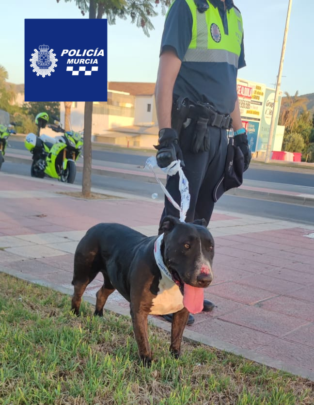 Este pequeño campeón fue localizado por una de nuestras unidades en la avenida de los Dolores (Murcia), encontrándose actualmente en Zoonosis. 

Échanos una mano con tu retuit para dar con su propietario