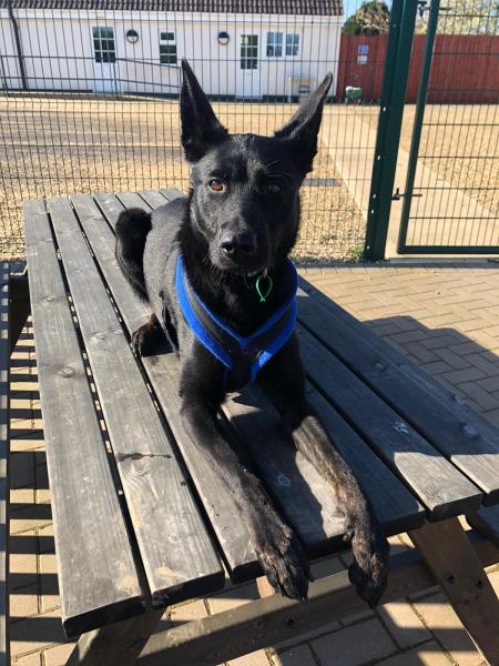 AdoptionsUk's tweet image. Please retweet to help Ripple find a home #LINCOLNSHIRE #UK 

Aged 3, #DutchShepherd aged 3, looking fo ran experienced home. She can live with children aged 14+ as the only pet. She travels well ✅

DETAILS or APPLY 👇
jerrygreendogs.org.uk
#dogs #dogsoftwitter #Malinois