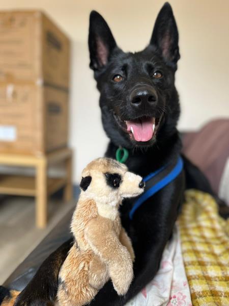 AdoptionsUk's tweet image. Please retweet to help Ripple find a home #LINCOLNSHIRE #UK 

Aged 3, #DutchShepherd aged 3, looking fo ran experienced home. She can live with children aged 14+ as the only pet. She travels well ✅

DETAILS or APPLY 👇
jerrygreendogs.org.uk
#dogs #dogsoftwitter #Malinois