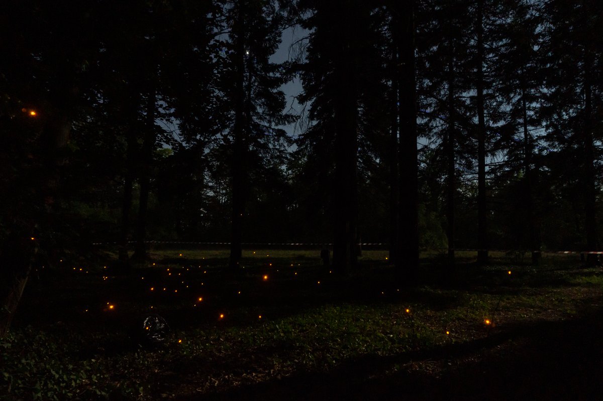 Gerry_Part's tweet photo. беше magical 🧚♀️✨🧚✨ #sofialights #urbancreatures #parkVrana https://t.co/Snq3OU9xAs