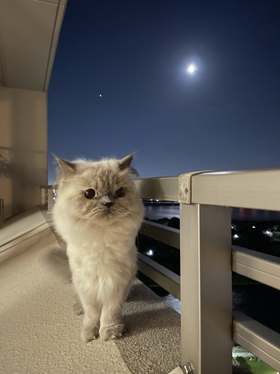 ozawa2003's tweet photo. 今年もやってまいりました!
中秋の名月と猫
#猫好き #ヒマラヤン #catfirst #中秋の名月 https://t.co/OvNRskDSNK
