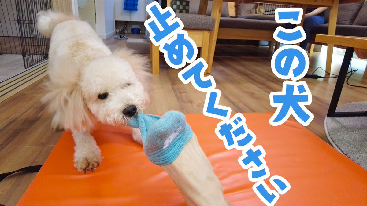 マシュウ 8kgの大きなトイプードル Mashuuchannel Twitter マシュウ 8kgの大きなトイプードル Mashuuchannel Twitter