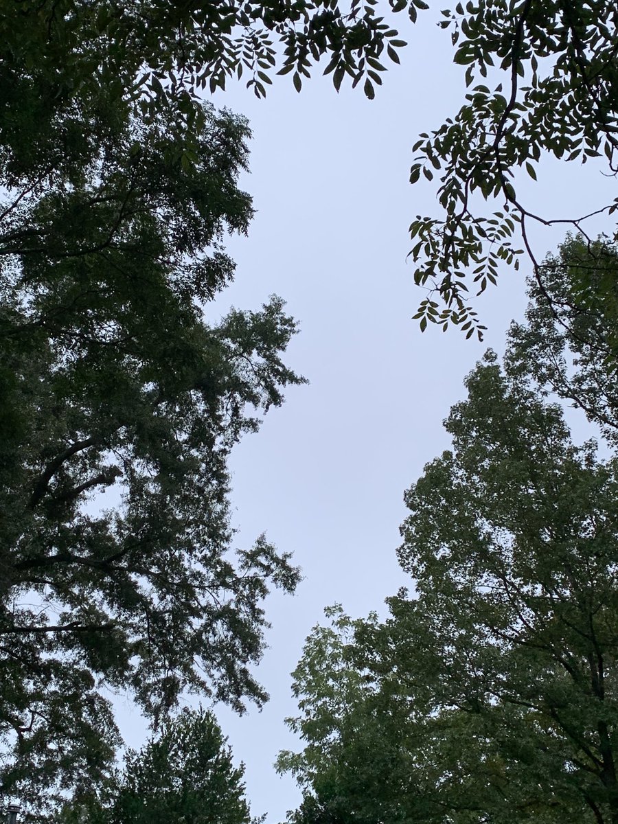okamoto_sandra's tweet photo. Good morning, Columbus! #ColumbusGA #mydailyphoto #09/10/2022 #2022project #completelycloudy #nosignofmoon #60%chanceofrainforecast #groundwetfromrain #coolbuthumid #breezy #birdswakingup #roostercrowing #neighborsdogsbarking https://t.co/NkA4yw8G5C