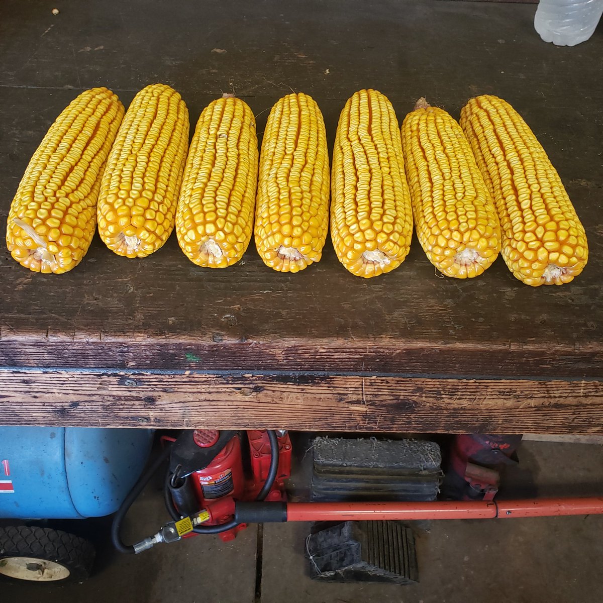 Hand checked some Dk 56-65 24.4%  get the combine warmed up and ready to go🌽
