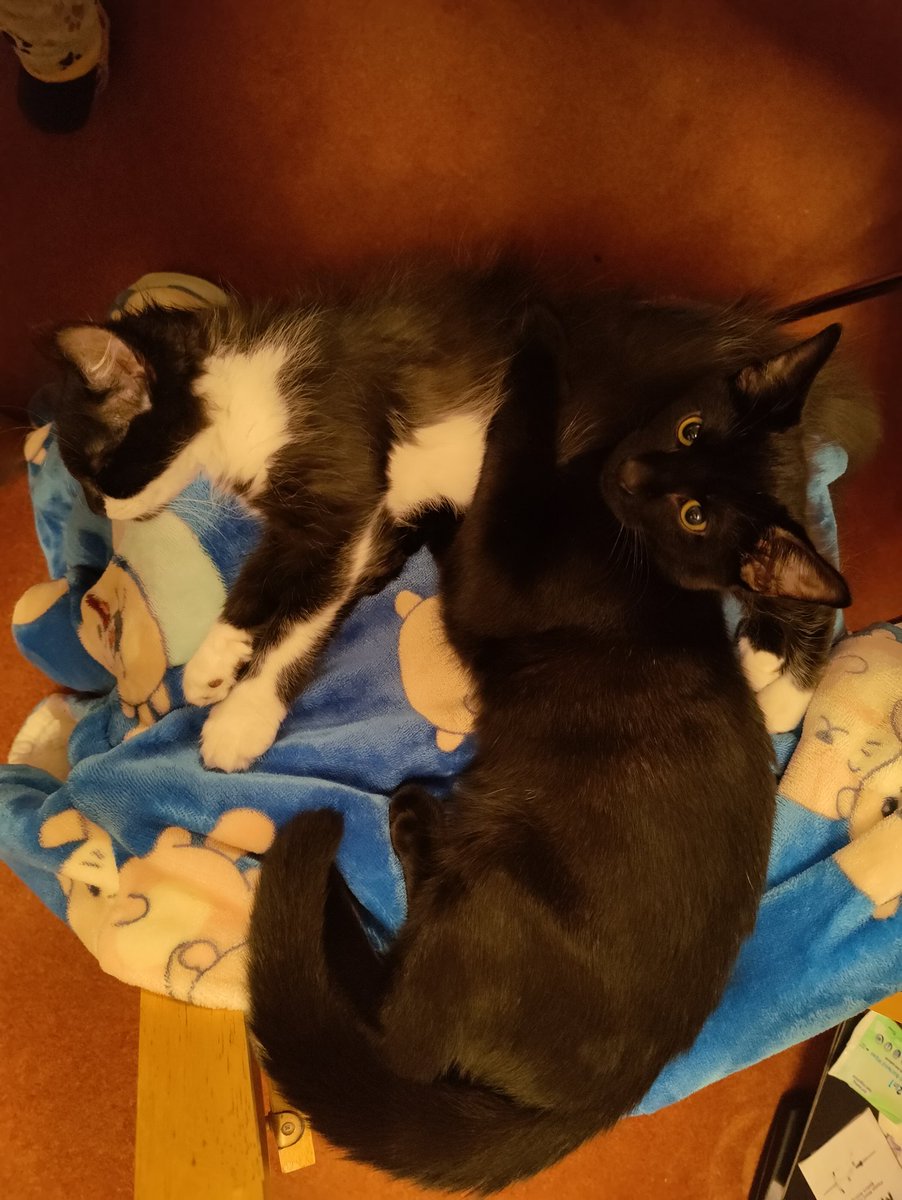 introturt's tweet photo. The kittens are settling in nicely. ❤️ https://t.co/IXt5yN1UWy