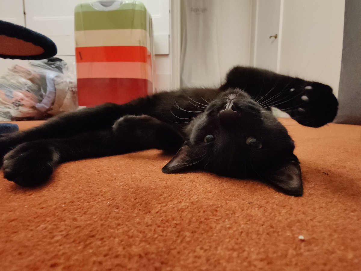 introturt's tweet photo. The kittens are settling in nicely. ❤️ https://t.co/IXt5yN1UWy