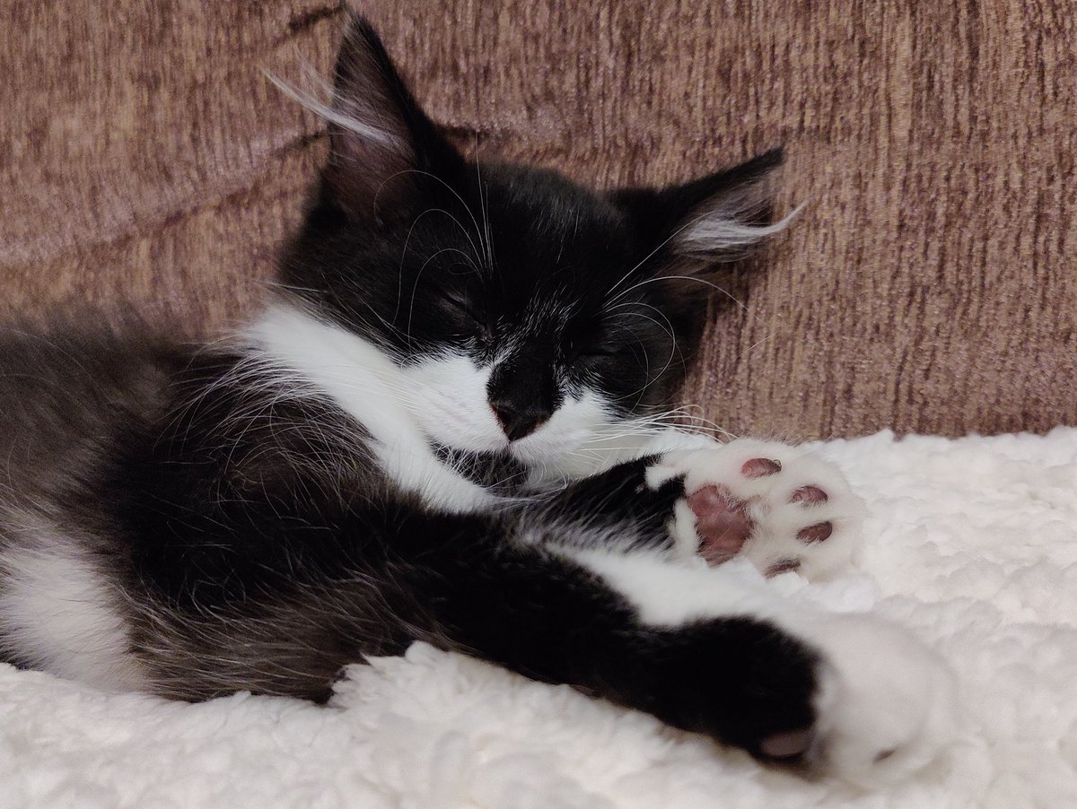 introturt's tweet photo. The kittens are settling in nicely. ❤️ https://t.co/IXt5yN1UWy