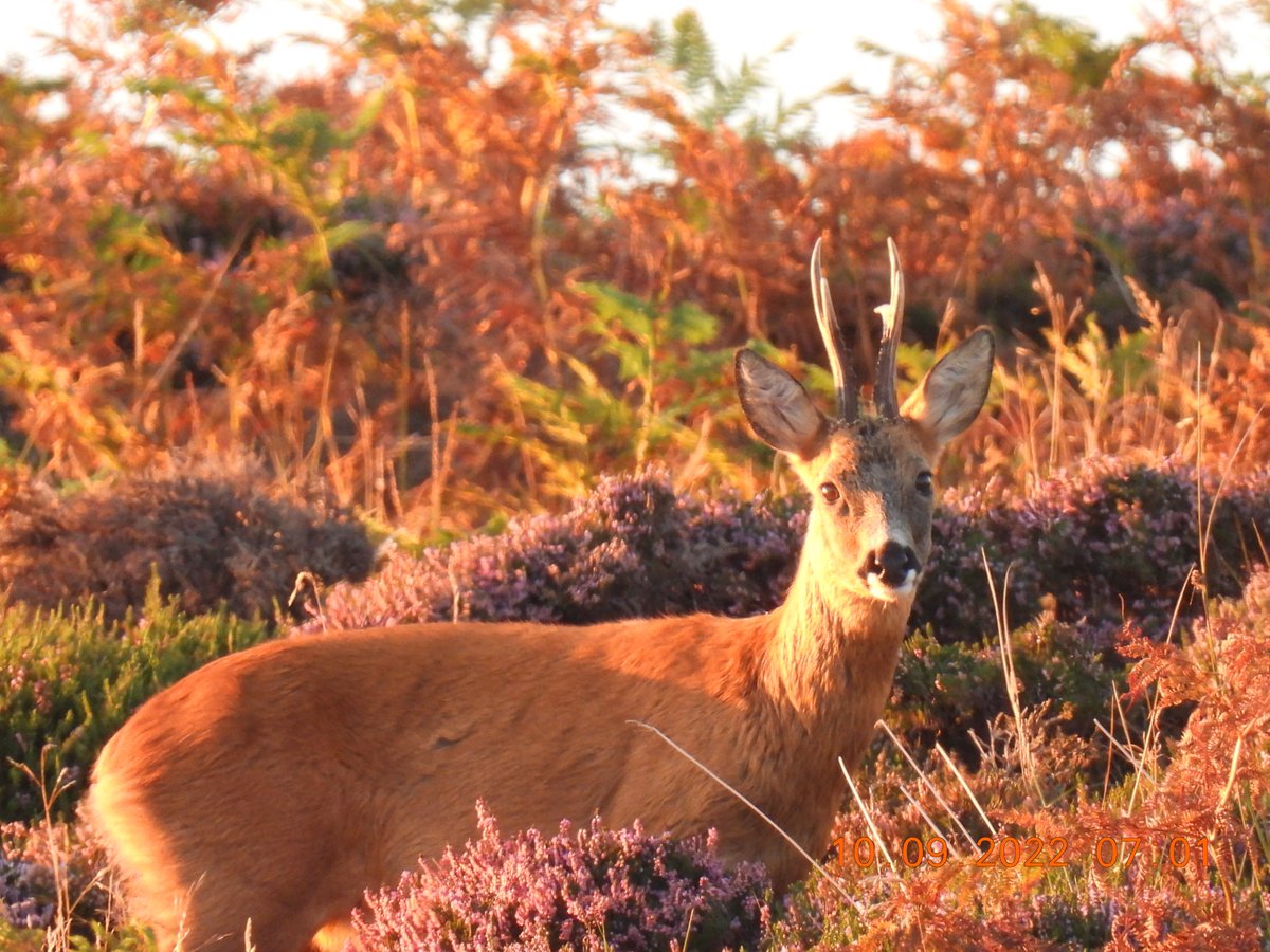 Morning action for down on the water and up on the estate. Hebridean Isles leaving and a couple of deer enjoying some of our garden.